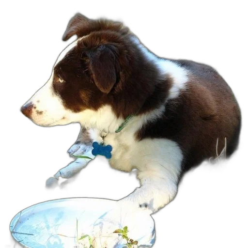 staff, bottle, animal, photorealistic transparent PNG cut-out