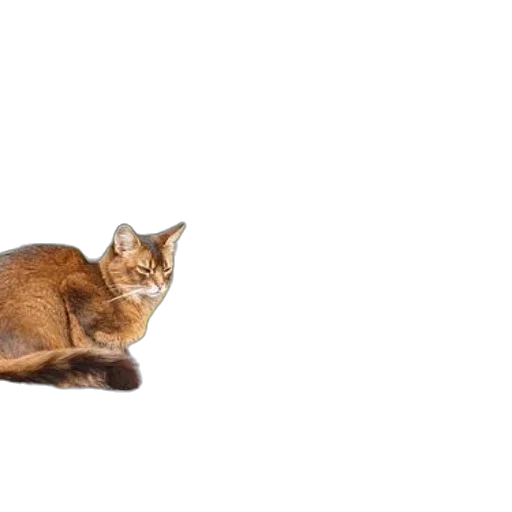 animal, creature, furniture, staff, photorealistic, 3d render, concept art, two transparent PNG cut-out