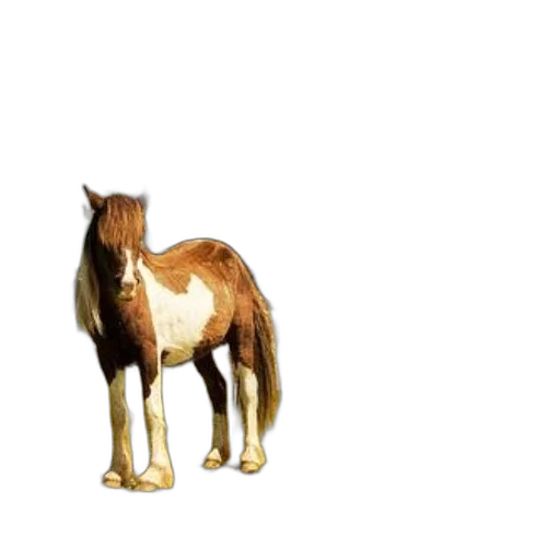 animal, creature, hair, furniture, 3d render, photorealistic, concept art, pixel art transparent PNG cut-out