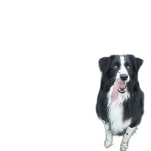 animal, staff, creature, face, photorealistic, pixel art, cartoon, concept art transparent PNG cut-out