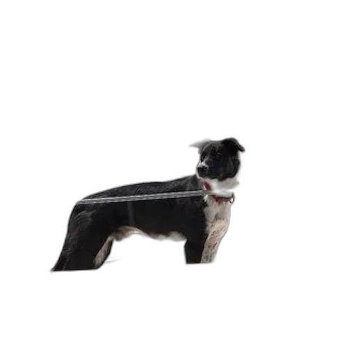 animal, staff, furniture, creature, 3d render, photorealistic, black, white transparent PNG cut-out