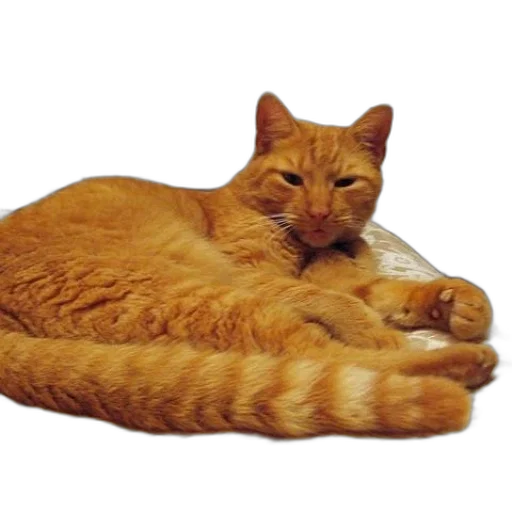 bottle, animal, food, staff, photorealistic, ginger, cat, lounges transparent PNG cut-out