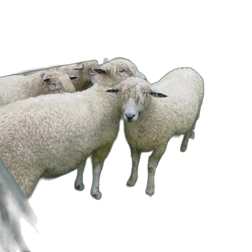 animal, weapon, photorealistic, 3d render, concept art, group, sheep, curly transparent PNG cut-out