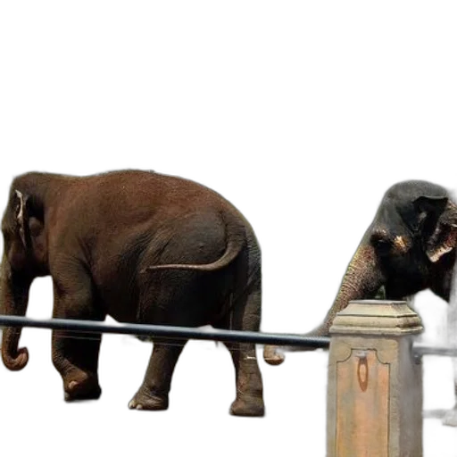 animal, staff, concept art, two, elephants, enclosure, greenery, background transparent PNG cut-out