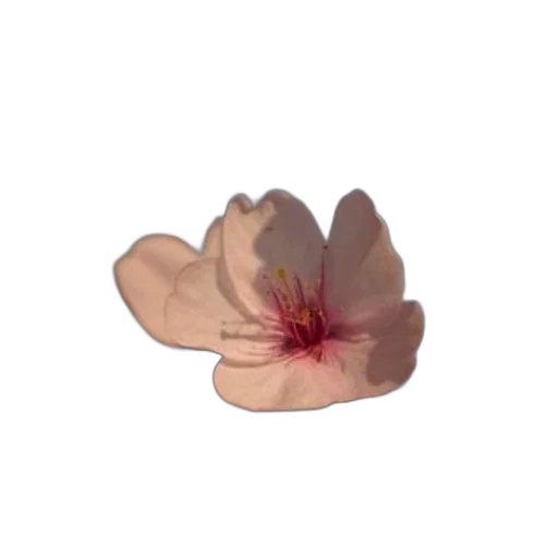 flower, crown, jewelry, hat, photorealistic, 3d render, oil painting, watercolor transparent PNG cut-out