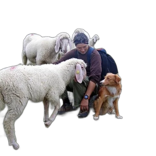 animal, 3d render, person, petting transparent PNG cut-out