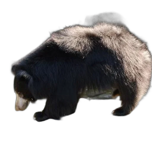 animal, creature, hair, staff, 3d render, photorealistic, concept art, black transparent PNG cut-out