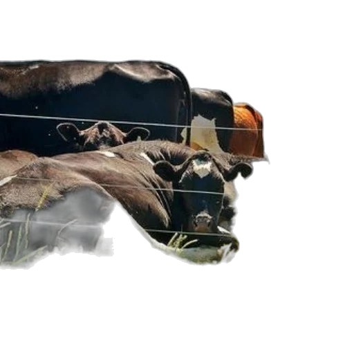 mask, animal, hair, weapon, concept art, photorealistic, 3d render, forest transparent PNG cut-out