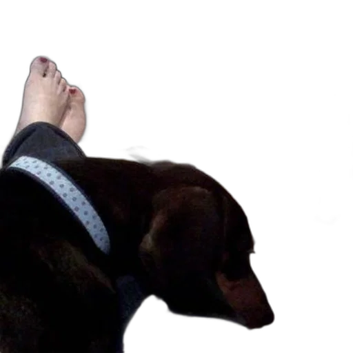 shoes, staff, animal, creature, photorealistic, person, feet, painted transparent PNG cut-out