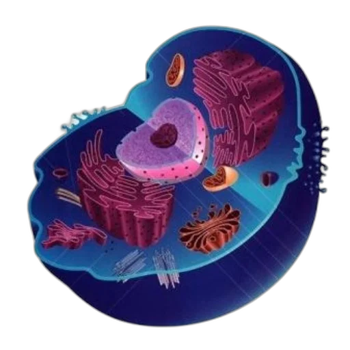creature, jewelry, hat, animal, concept art, 3d render, underwater, outer space transparent PNG cut-out
