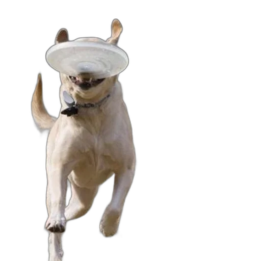 hat, animal, staff, creature, 3d render, photorealistic, concept art, dog transparent PNG cut-out