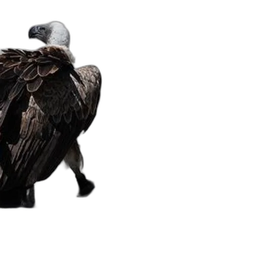 animal, jacket, creature, hat, 3d render, concept art, photorealistic, dark transparent PNG cut-out