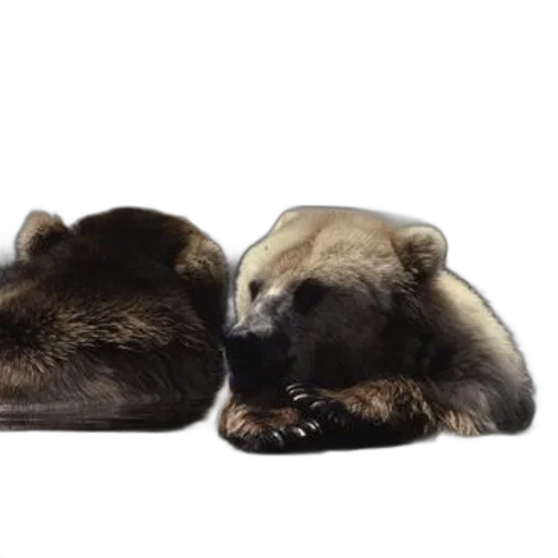 animal, photorealistic, 3d render, concept art, two, bears, one, light transparent PNG cut-out