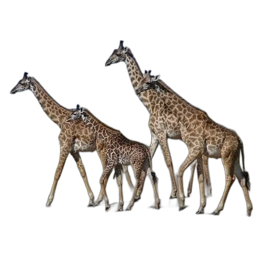 animal, staff, jewelry, creature transparent PNG cut-out