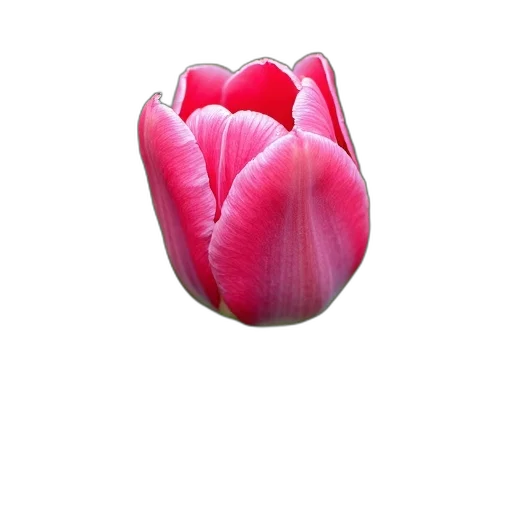 flower, jewelry, crown, hat, 3d render, photorealistic, oil painting, concept art transparent PNG cut-out
