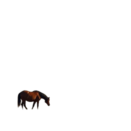 animal, creature, furniture, hat transparent PNG cut-out