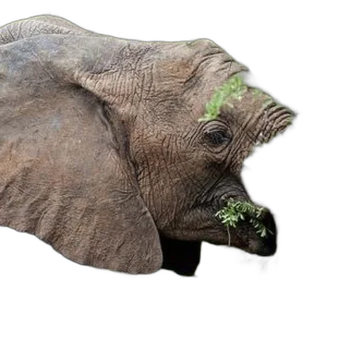 animal, creature, face, mask, photorealistic, concept art, 3d render, watercolor transparent PNG cut-out