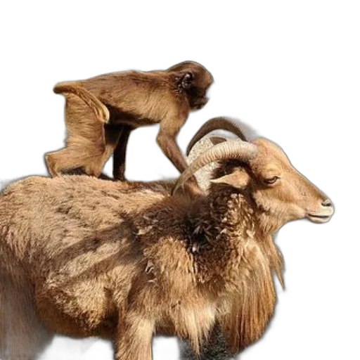animal, hair, monkey, perches, back, mountain, goat, natural transparent PNG cut-out