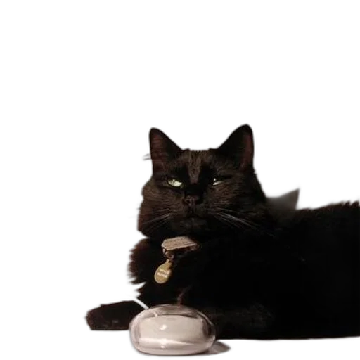food, animal, staff, jewelry, 3d render, photorealistic, black, cat transparent PNG cut-out