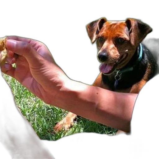 animal, staff, weapon, creature, photorealistic, 3d render, person, feeding transparent PNG cut-out