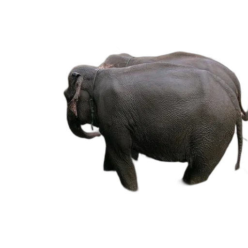 animal, creature, staff, weapon, 3d render, photorealistic, concept art, elephants transparent PNG cut-out