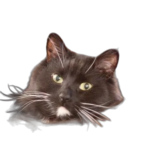 animal, creature, staff, face, photorealistic, 3d render, concept art, fluffy transparent PNG cut-out