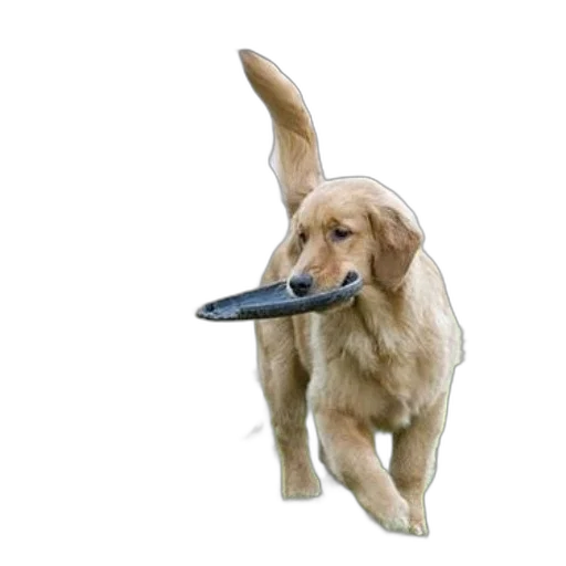 animal, weapon, staff, shoes, photorealistic, 3d render, golden, retriever transparent PNG cut-out