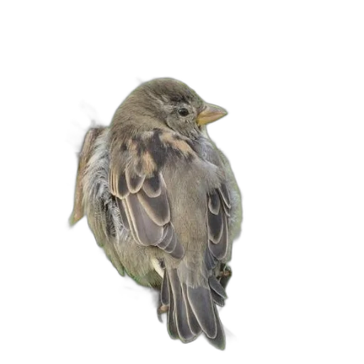 animal, staff, creature, food, photorealistic, 3d render, oil painting, small transparent PNG cut-out