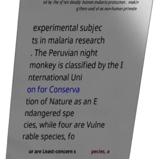 peruvian, night, monkey, classified, nternational, uni, conserva, tion transparent PNG cut-out