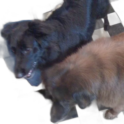 animal, creature, hair, staff, 3d render, photorealistic, two, dogs transparent PNG cut-out