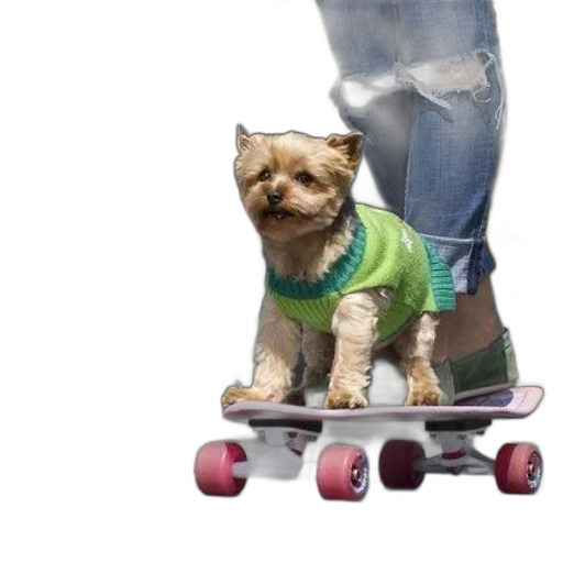 animal, robot, creature, shoes, photorealistic, 3d render, small, dog transparent PNG cut-out