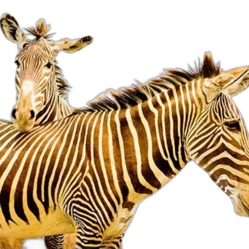 animal, creature, weapon, photorealistic, 3d render, concept art, two, zebras transparent PNG cut-out