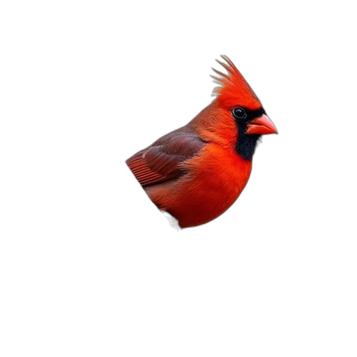 animal, crown, hat, food transparent PNG cut-out