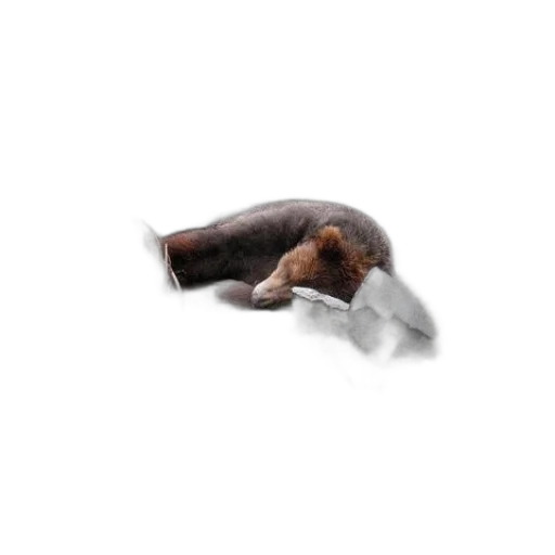 animal, hair, creature, shoes, photorealistic, 3d render, concept art, pixel art transparent PNG cut-out