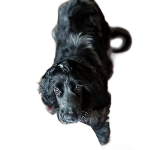 animal, staff, creature, face, photorealistic, black, dog, long transparent PNG cut-out