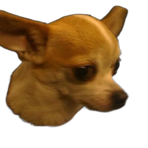 animal, creature, face, staff transparent PNG cut-out