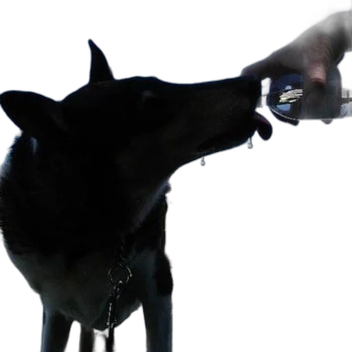 animal, staff, creature, weapon, photorealistic, 3d render, concept art, dog transparent PNG cut-out