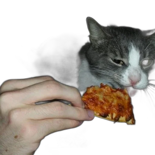 food, animal, creature, weapon, photorealistic, fire, cat, being transparent PNG cut-out