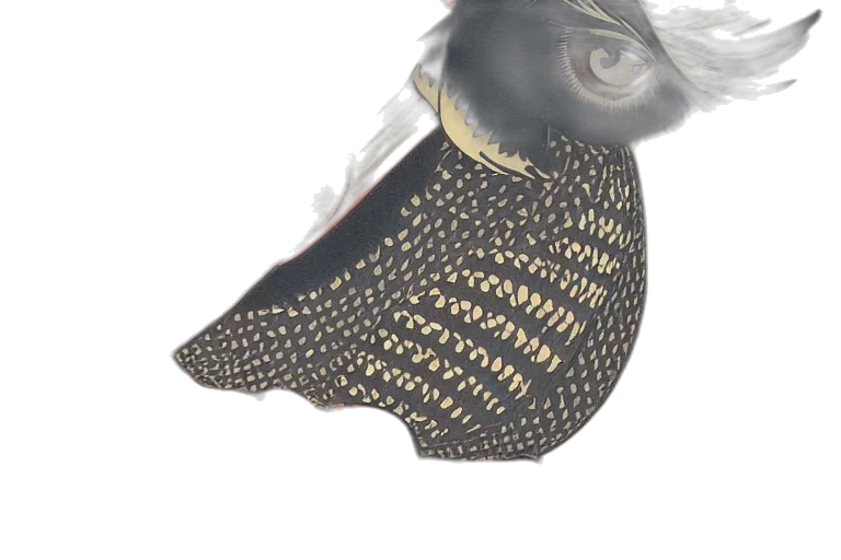 shoes, mask, hat, jewelry transparent PNG cut-out
