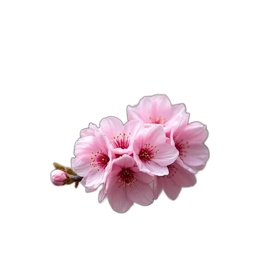 flower, jewelry, crown, staff, photorealistic, 3d render, oil painting, pastel transparent PNG cut-out