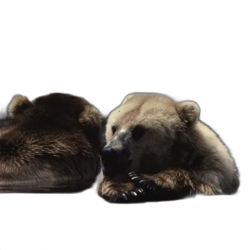 animal, photorealistic, 3d render, concept art, two, bears, one, brown transparent PNG cut-out
