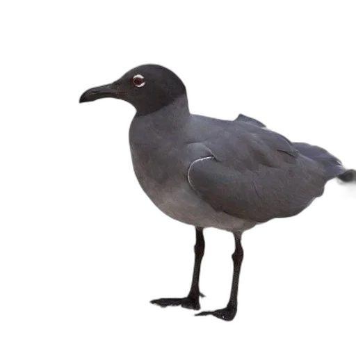 animal, creature, staff, hat, 3d render, photorealistic, concept art, dark transparent PNG cut-out