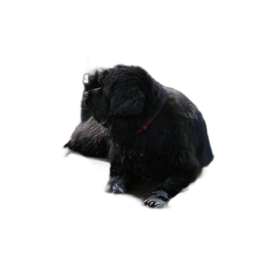 animal, creature, staff, hair, 3d render, photorealistic, black, dog transparent PNG cut-out