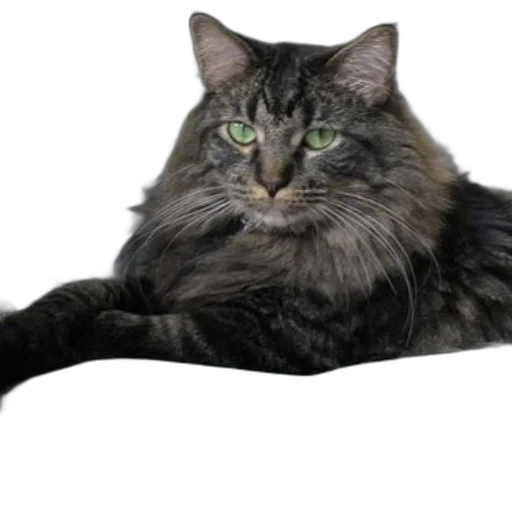 animal, creature, crown, staff, photorealistic, 3d render, fluffy, gray transparent PNG cut-out
