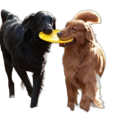 food, animal, hat, photorealistic, two, dogs, playfully, share transparent PNG cut-out