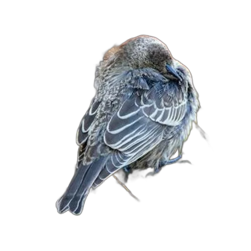 animal, staff, creature, crown, photorealistic, watercolor, 3d render, oil painting transparent PNG cut-out