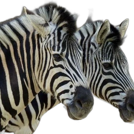 animal, creature, photorealistic, 3d render, monochrome, two, zebras, striking transparent PNG cut-out