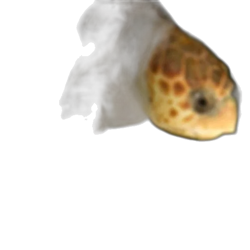 mask, animal, creature, food, photorealistic, concept art, 3d render, pixel art transparent PNG cut-out