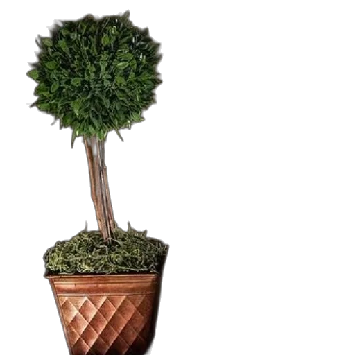 tree, umbrella, staff, crown, 3d render, photorealistic, green, earth tones transparent PNG cut-out