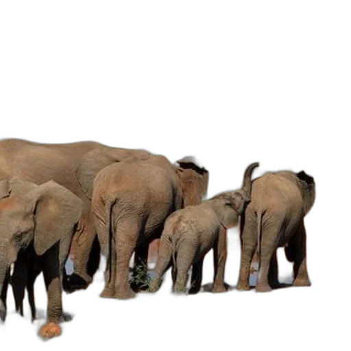 animal, herd, elephants, gathers, around, watering, hole, grassy transparent PNG cut-out